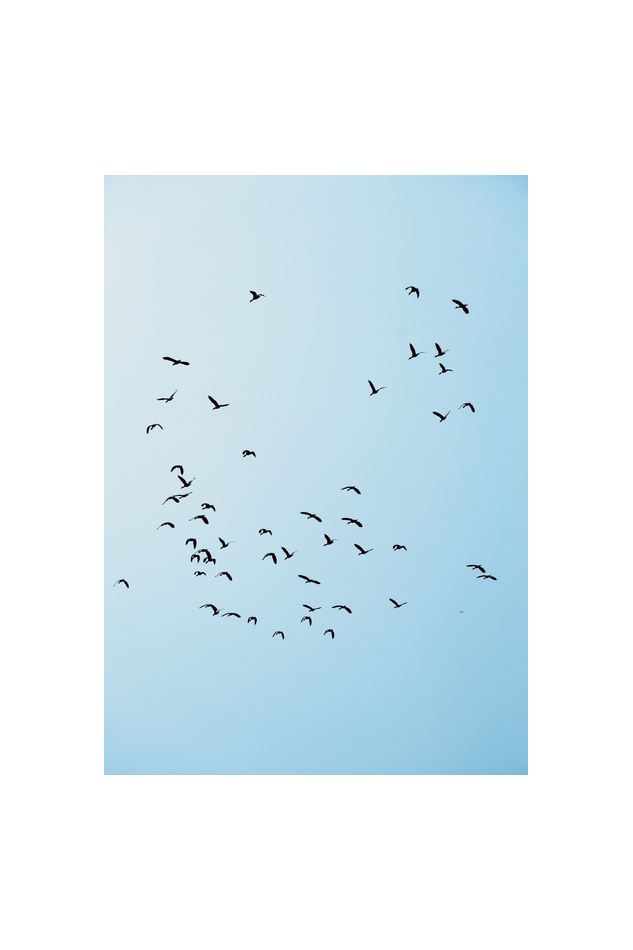 SISA Arts Original Photograph Prints Framed: Birds And Blue Sky White Gradient