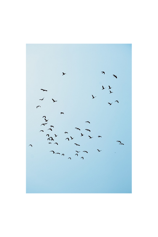 SISA Arts Original Photograph Prints Framed: Birds And Blue Sky White Gradient