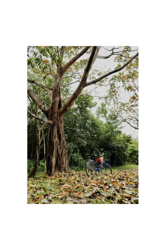 Cycling On Leaves Original Photograph Prints